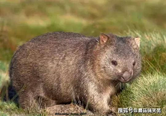 男子在野外发现只 大肥鼠 当地人却说是只熊 动物