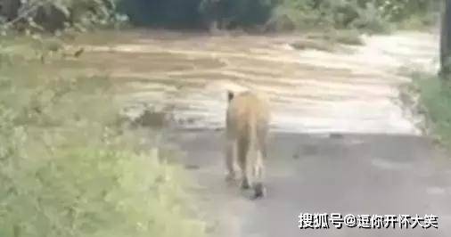 母狮子被观光车被逼走投无路，勇敢涉险渡河逃生去