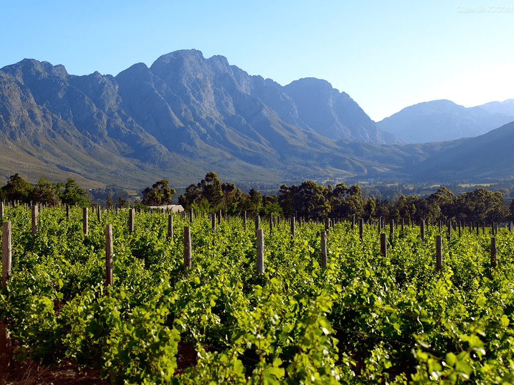 马九虎|15年前,陕西煤老板,花5个亿买7500亩戈壁种葡萄,现状如何?