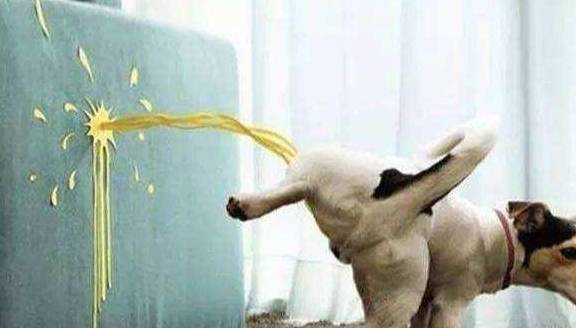 饮食|狗狗“恨你”的7大表现，你家狗子有吗？