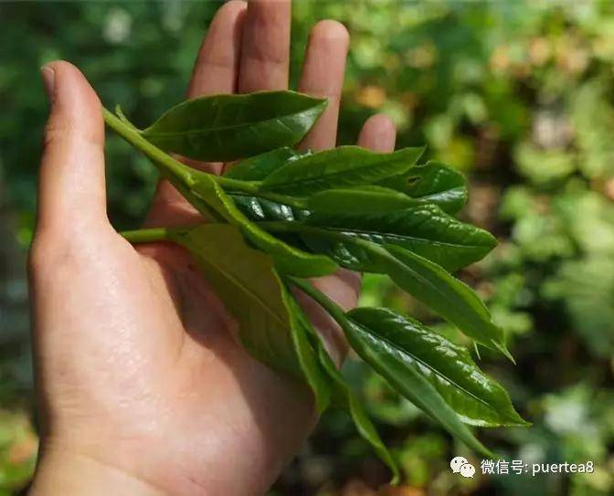 森林植被為亞熱帶季雨林,林間常見紅椿,香樟,大葉榕,牛肋巴,橄欖,野生