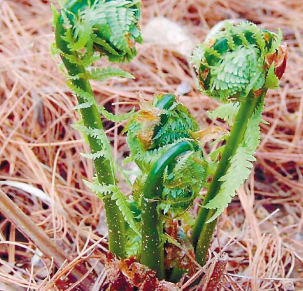 地道的北方山野菜,常被误认成蕨菜,却被称为"广东菜"