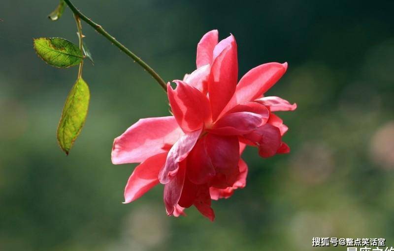 9月日 30日星座运势 白羊座渐入佳境 射手座把握机会 感情