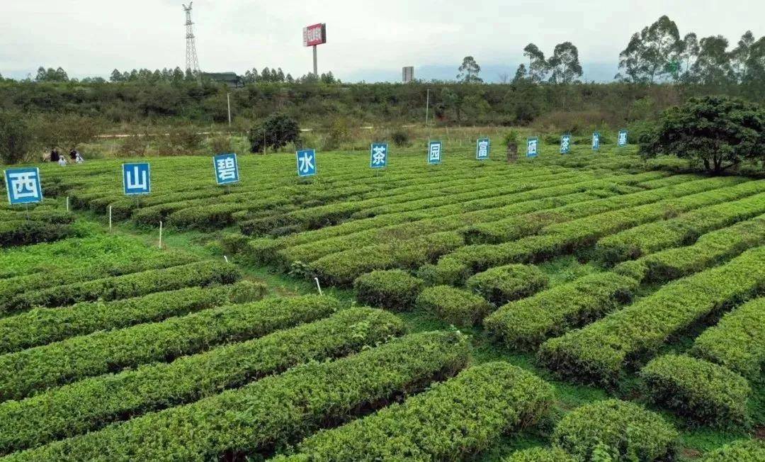 桂平西山茶香诱人