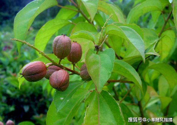 违反进化规则这树从果实到树干都是致命毒素不让动物传播种子