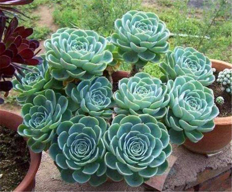 多肉玉蝶养成老桩并不难 学会3个小技巧 杆子粗壮造型美 叶片