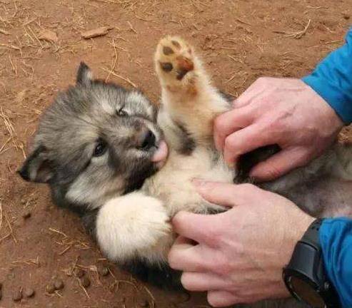 方法|幼犬的性格,活跃或胆小一测就知,你家狗适合你吗?