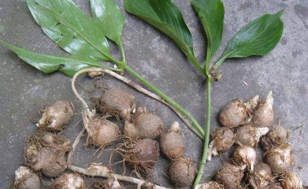 半夏的毒性很强,并且是一种"刺激性毒性",也就不难理解为何古人叫它麻