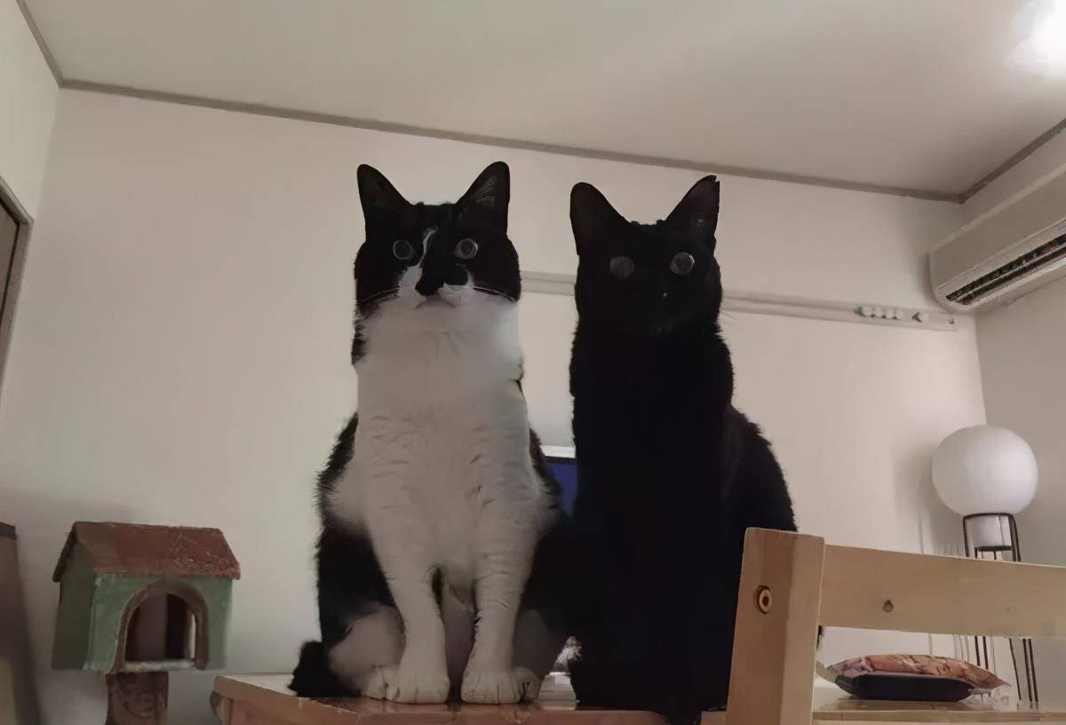猫咪|骗你养猫系列,养2只猫,就是比养1只猫好