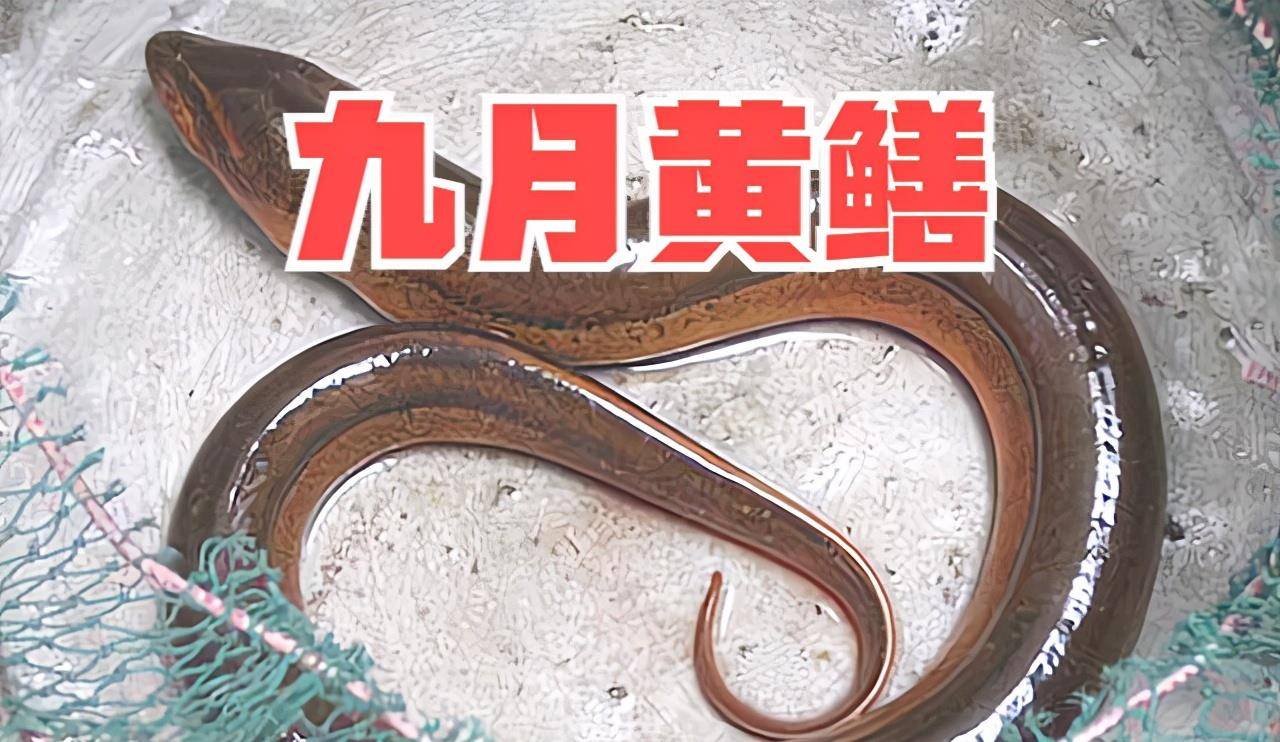 俗语 七月蜂八月蛇,九月黄鳝惹不得 ,黄鳝为何和蛇一样可怕