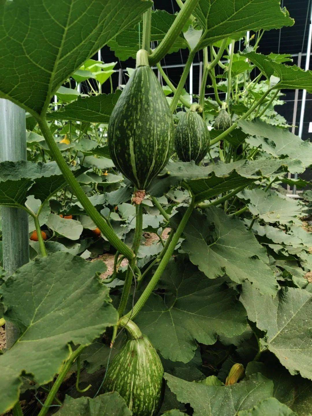 金橄榄1号南瓜多重营养功效介绍,让你吃的健康放心!