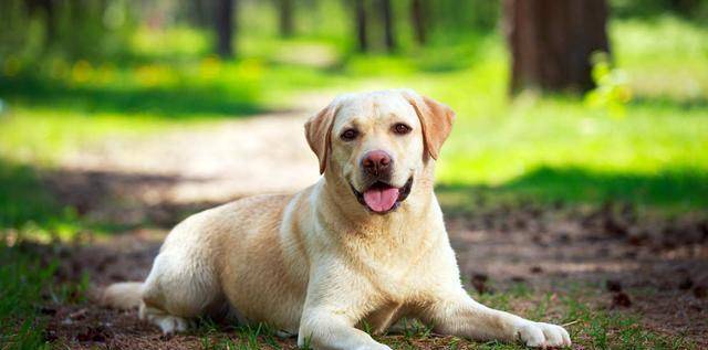 奖励|拉布拉多亲人又好养？但仍需要主人好好训练，该如何养好一只拉拉