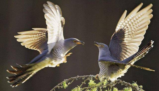 布谷鸟是杜鹃鸟吗 4271de9f143241d493fa1137988e1163.jpeg