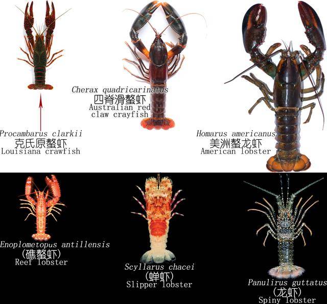 还有,歪打正着的澳洲龙虾英文可不能写做lobster,因为澳洲沿海并无螯