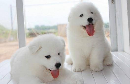 宠物|宠物食品的发展趋势