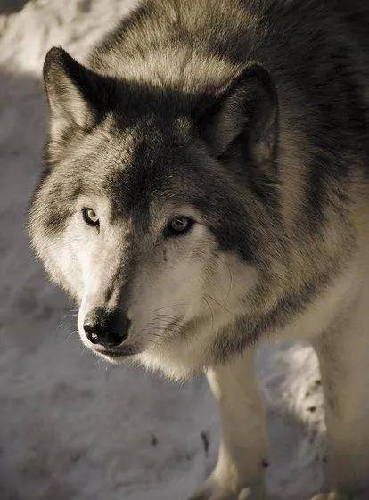 动物凶猛排名_凶猛动物图片