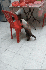 猫咪|狗狗：不是说头过身体就能过吗？又骗三岁小柯基？屁股大有错吗？