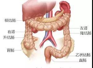 直肠|肛肠科主要看哪些疾病？