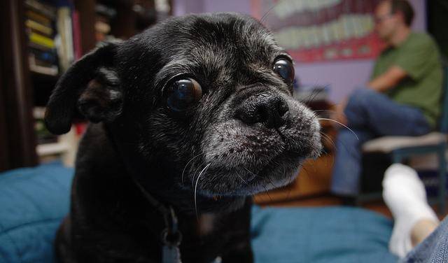 注意力|按网上的训狗方法做,怎么老失败?原因可能出在主人身上