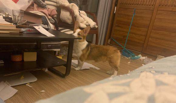 箱子|柯基的腿长长了，紧接着家里就遭殃了，难道它爸是……