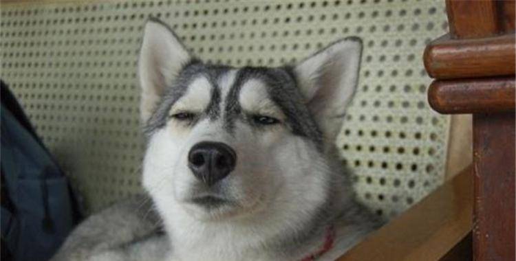 时间选择|如果你还不会给狗狗拍照, 来看看这6点吧!