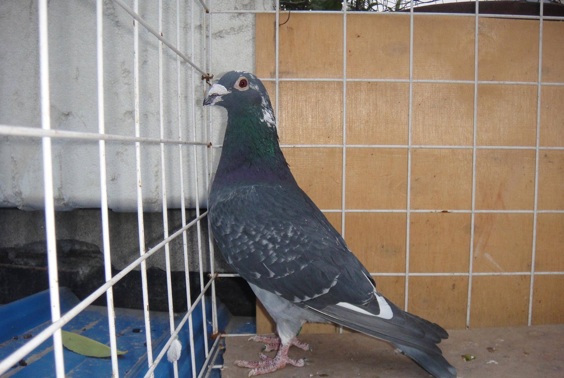 信鸽鸽子笼多少钱一组 486ef758afc34932a4ea667f0ec1c986.jpeg