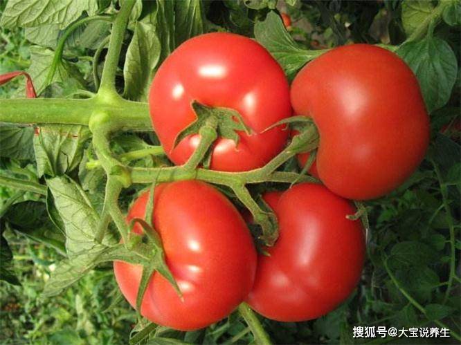 什么蔬菜水果降脂好 5a53f3214d304ae399ad36a1e0e858ac.jpeg