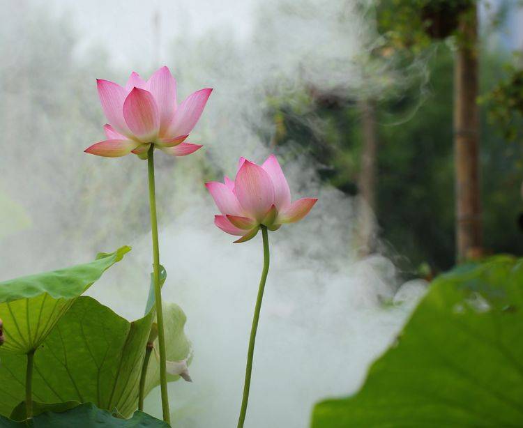雾里看花花更美上一句