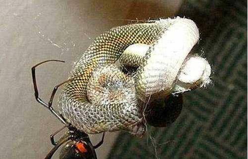 怎么才能变成蜘蛛 6f8da51ac03b45dba14cbe3766e3dc00.jpeg