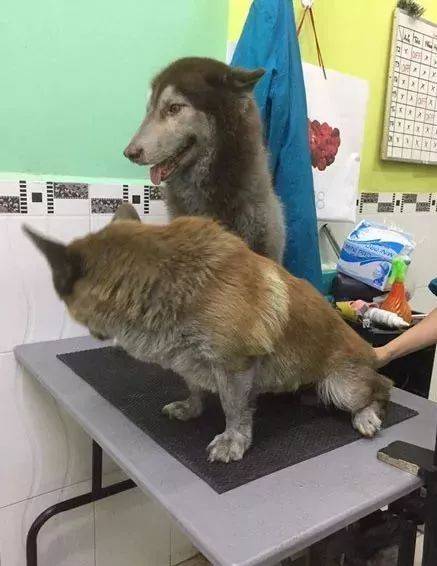 纯种|柯基被二哈拐去玩，画风严重带偏，纯种二哈错不了！