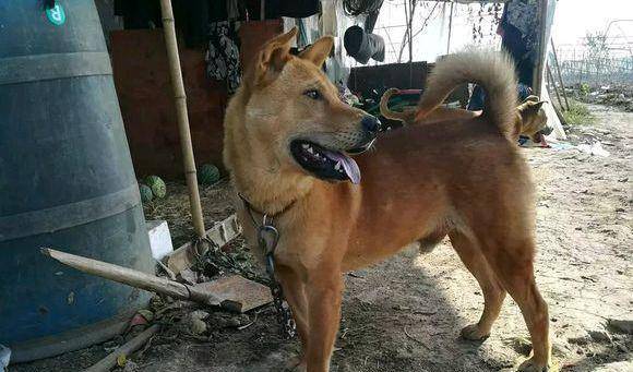 哪里的大黄狗长得最大 8493c699647f4c9c9da1fe4e52bbc858.jpeg