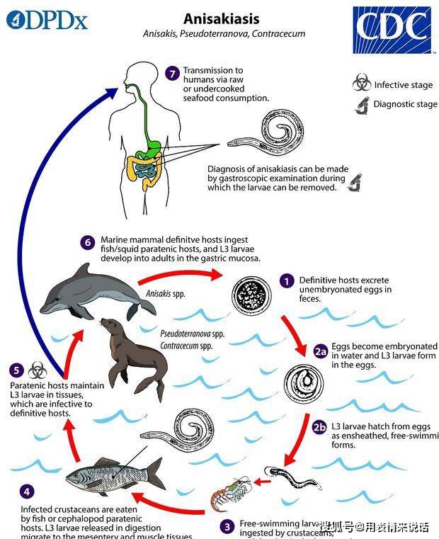 海兽胃线虫在海洋哺乳动物的肠道中开始其生命周期,通过粪便排泄出去
