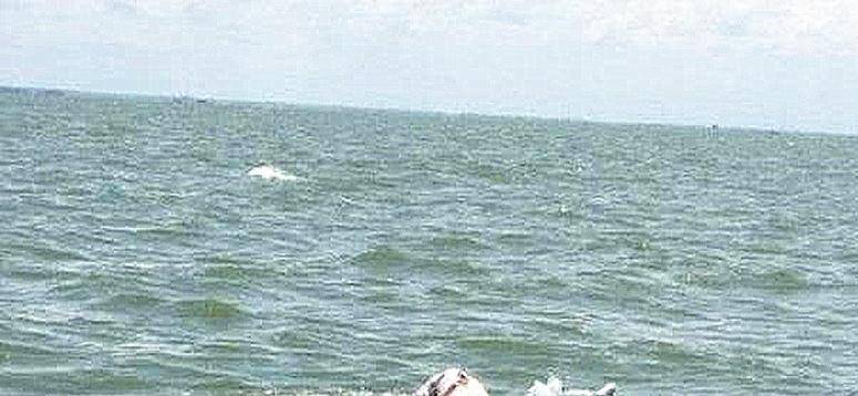海面上漂浮着什么异物，靠近才看清是海豚，却被它的动作触动了