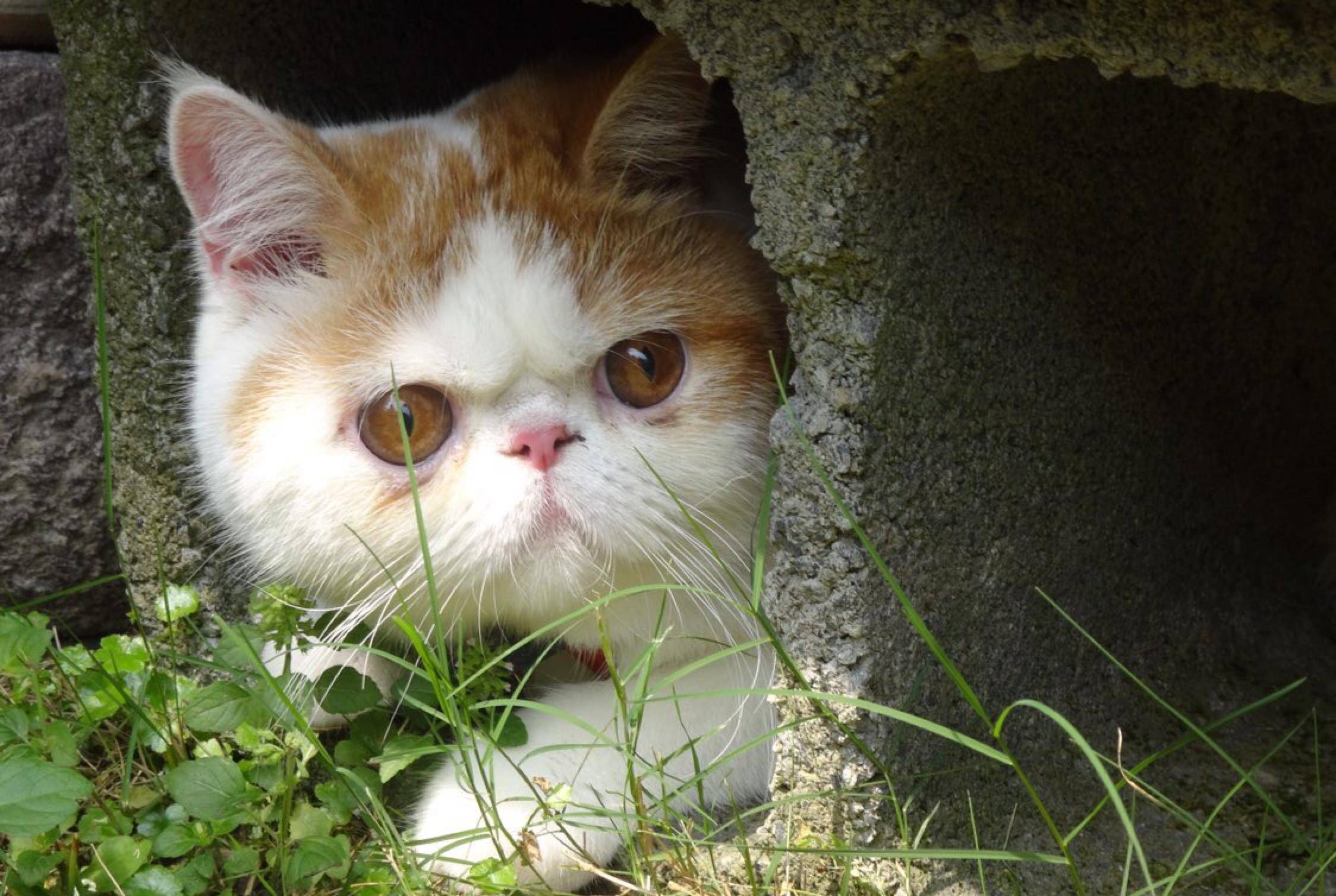 脸盘|加菲猫野外求生记！太萌了，谁说猫不能溜的逗死我了……