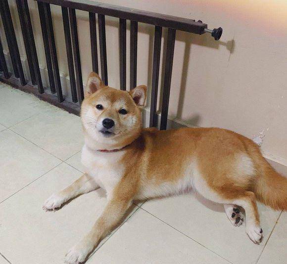 什么|网友给柴犬梳了一遍毛，它“暴瘦”了一圈，狗：这就瘦了？