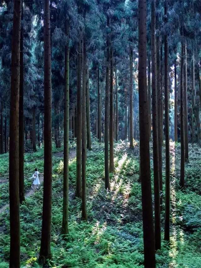 「中坝森林」漫步奇遇原始森林