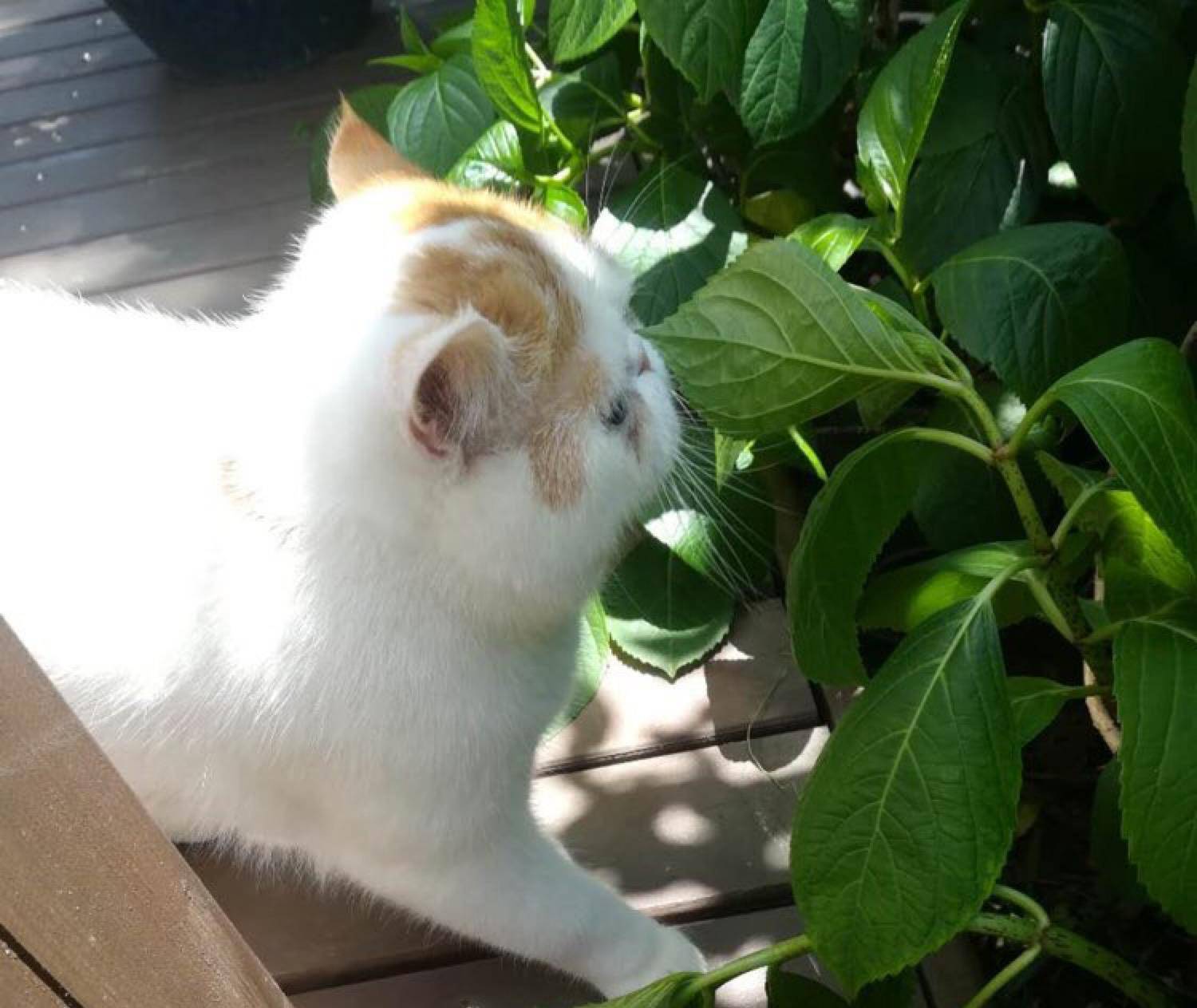 脸盘|加菲猫野外求生记！太萌了，谁说猫不能溜的逗死我了……