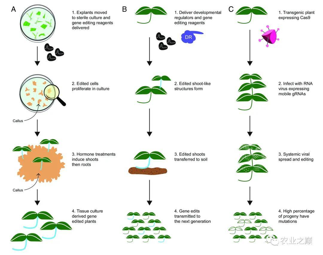 PNAS | 实现大规模植物基因编辑的前景_搜狐网