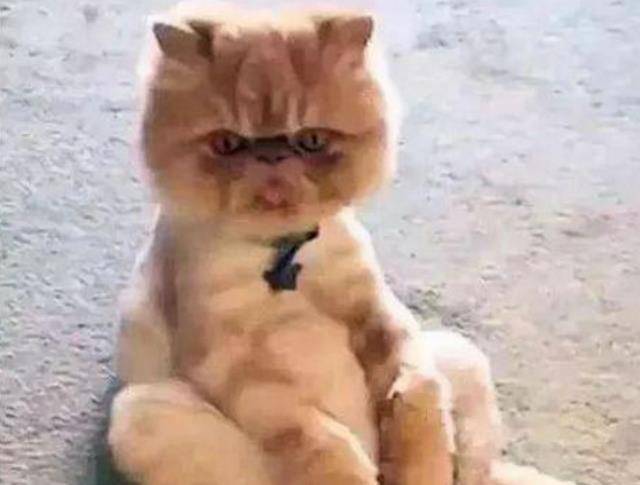 动画片|这只加菲猫的姿势和表情萌爆了，能不能要不要直看着人家