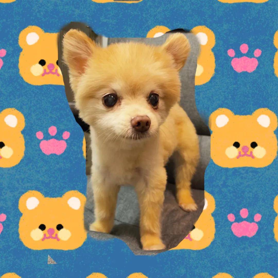 因为|吸完几百只猫猫狗狗,我们从中选出了30只最可爱的给你