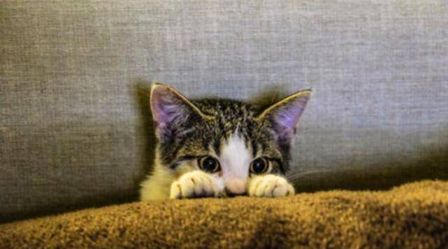 怎样可以不让猫挠沙发 3789c38c331a4feb8900ea16c8730e9c.jpeg