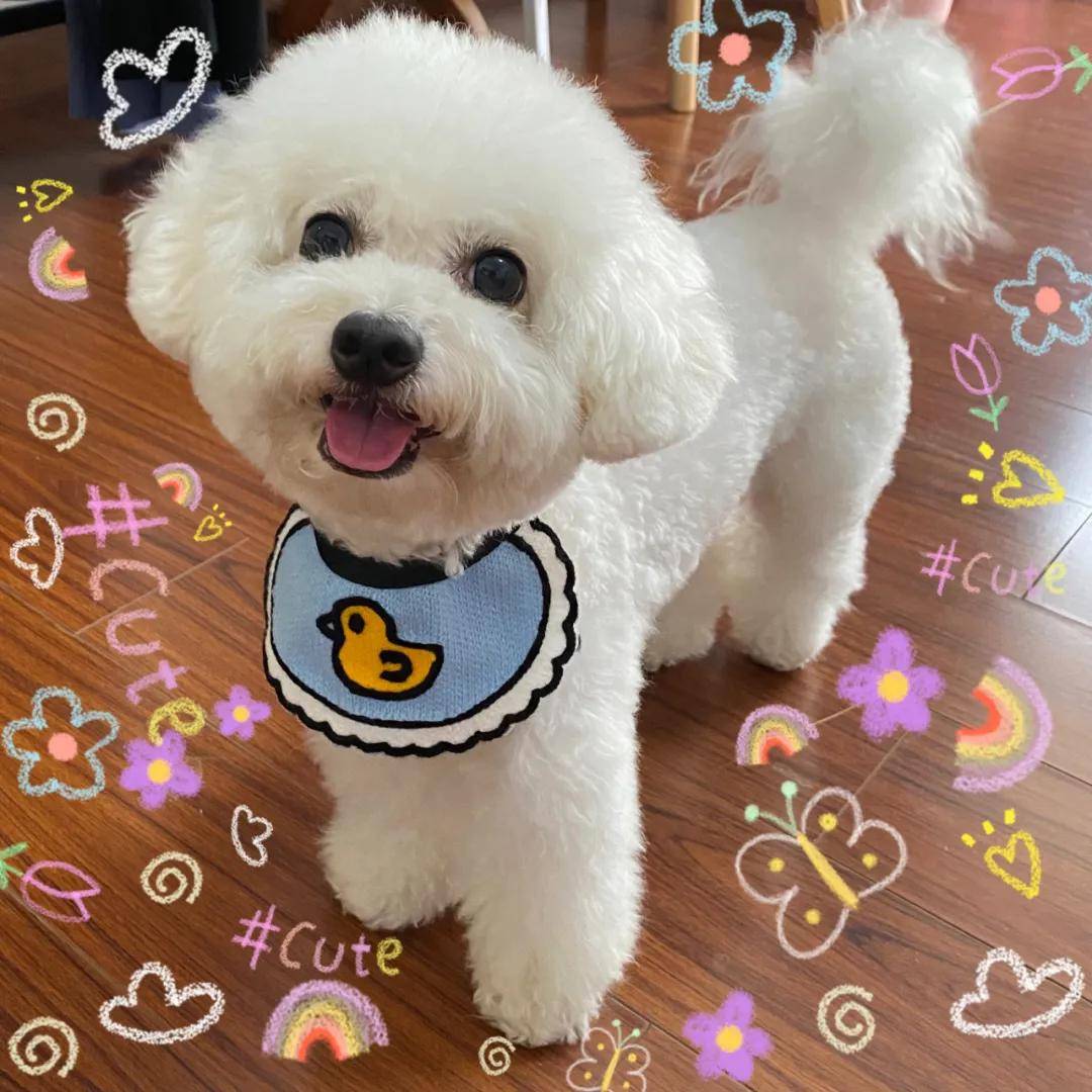 因为|吸完几百只猫猫狗狗,我们从中选出了30只最可爱的给你