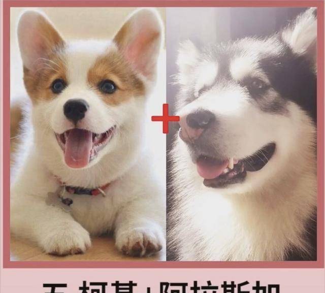 包占|宠物狗柯基的强大基因，看完不得你不服，网友赞叹：太强大了