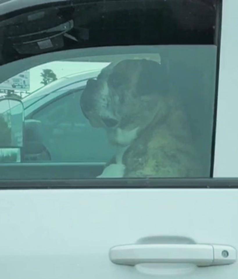 怎么去美国当司机 6388545cfbdf4976b51d858e798e37b0.jpeg