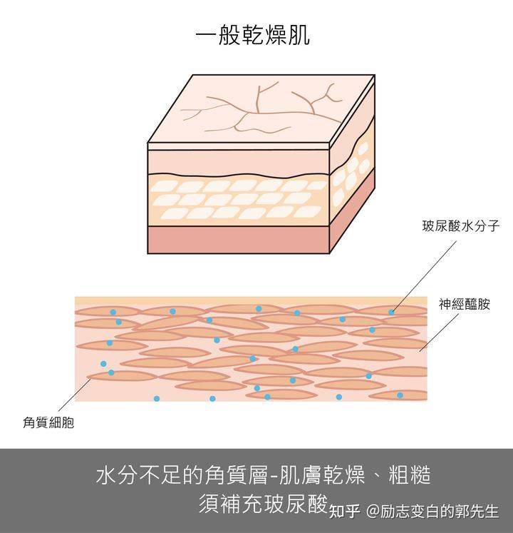 分子|你的保湿做到位了吗?详解保湿产品核心成分分析（二）