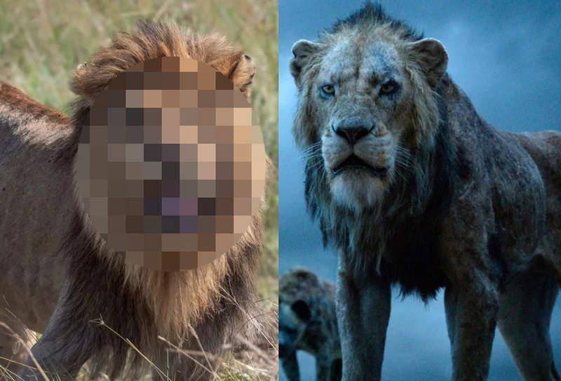 非洲发现真实版刀疤，根本应该找这只超霸气独眼狮去演狮子王啊_狮群