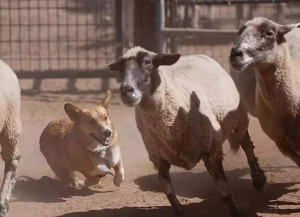 操作|柯基就只会卖萌么？那你就错了，它还有这种操作