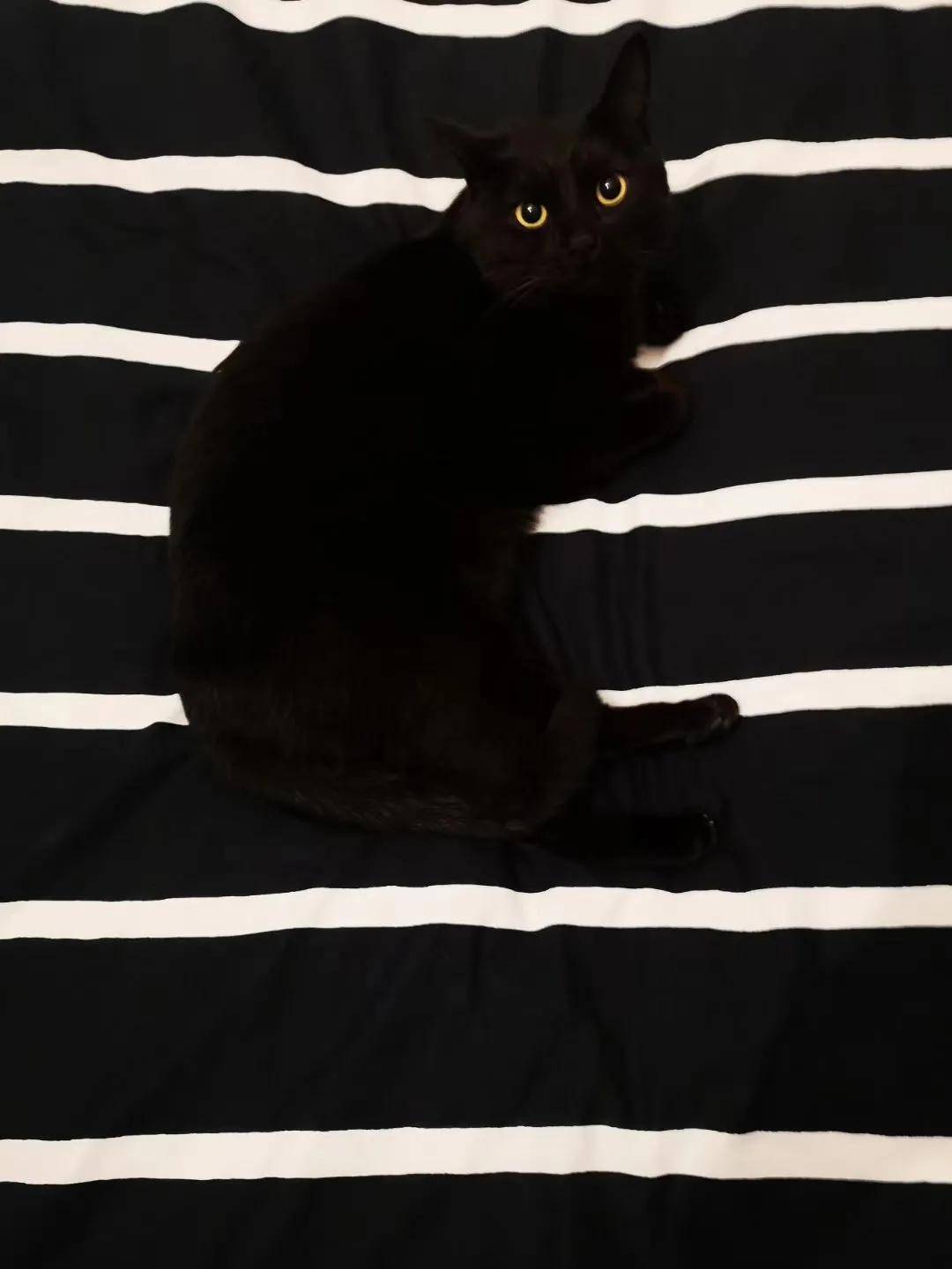 因为|吸完几百只猫猫狗狗,我们从中选出了30只最可爱的给你