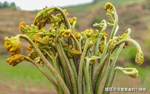 什么时候可以摘蕨菜 c48f0979397f459f82877d25e9362d60.jpeg