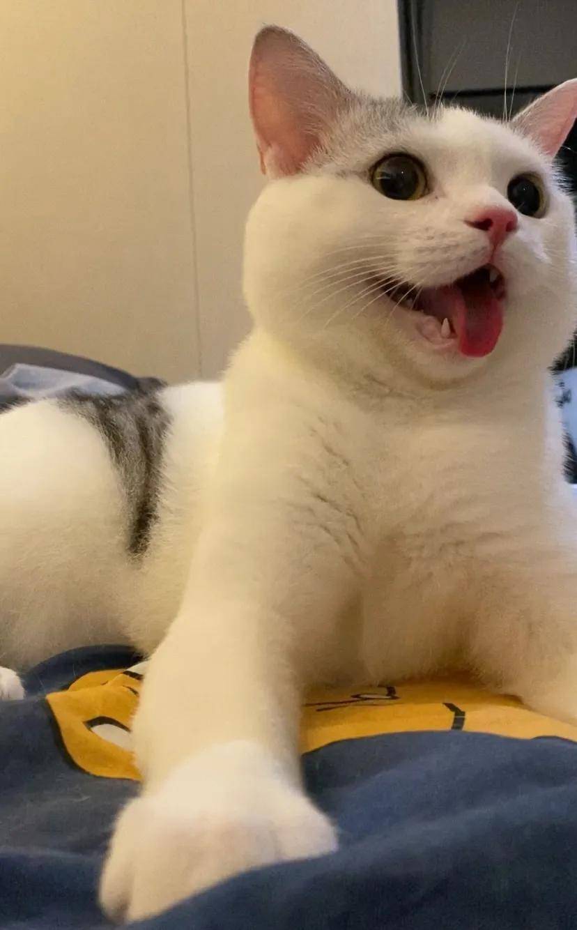 因为|吸完几百只猫猫狗狗,我们从中选出了30只最可爱的给你